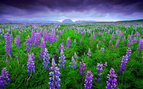Fonds Décran Islande Champs De Lavande Fleurs Pourpres Montagnes