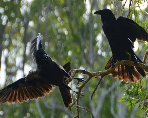 Why Do Crows Crow This Is Why They Gather And Make Noise