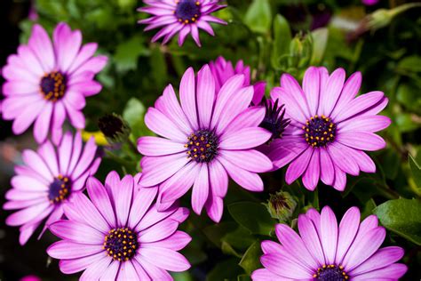 8 x 10, 11 x 14 and 16 x 20 will be cropped on the sides. Spring Annual Flowers: March is the New May | Tomlinson ...