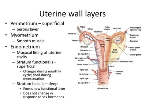 Ppt Chapter 26 The Reproductive System Part Ii Powerpoint Presentation Id2937675