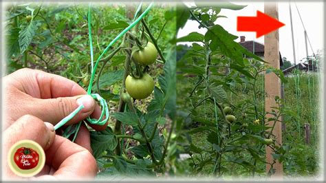 Tie Tomato In A Special Knot For Giant Tomato Over 2 Meter 6 Feet