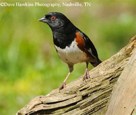 Tennessee Watchable Wildlife Eastern Towhee Backyard Birds Common