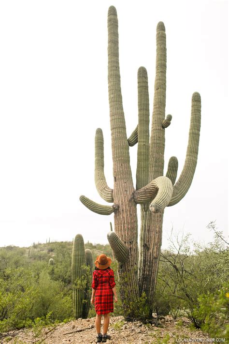 Cactus forest drive hakkındaki 211 yorumun tümüne bakın. Gaining Perspective From the Great Outdoors