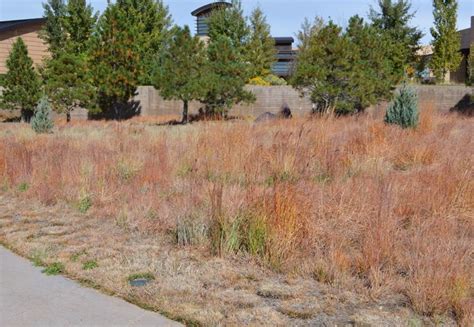 Native Grass Prairie Planting In Fall Lawn Alternatives Colorado