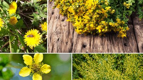 Yellow Flowering Herbs 13 Most Beautiful Herbs With Yellow Flowers