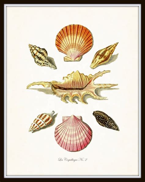 Vintage French Seashell Print Set Giclee Art Prints Nautical Art