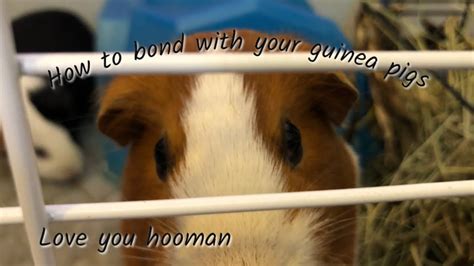 How To Bond With Your Guinea Pigs Youtube