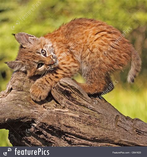 Bobcat is a doosan company. Wildlife: Bobcat Kitten - Stock Image I2641620 at FeaturePics