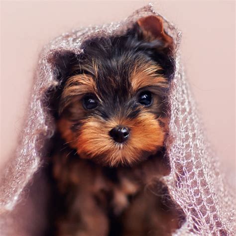 They were first recognized by the akc as a toy dog in 1945 and were fully recognized in 1995. Find Yorkshire Terrier Puppies For Sale In Florida