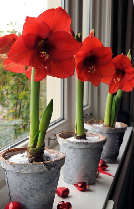 How To Force Bulbs For Gorgeous Indoor Bloom And Color Bulb Flowers