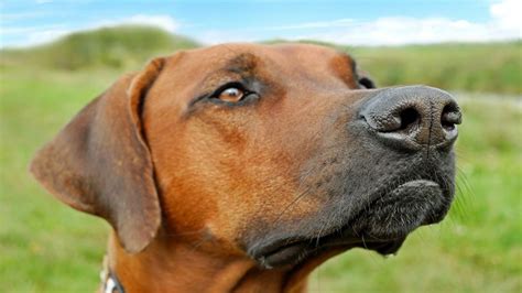 Why Do Dogs Have Whiskers Under The Chin Dog Discoveries