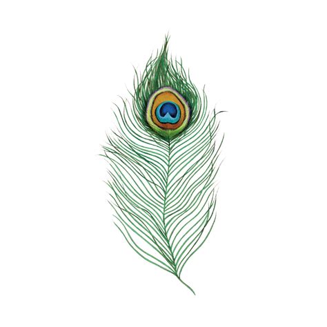 Single Peacock Feathers Peafowl Desi Natural Peacock Eye Feathers Tails Image - feather png ...