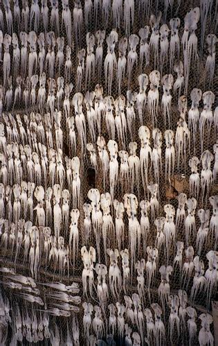Drying Squid Ba Hon Mekong River Delta Vietnam Drying S Flickr