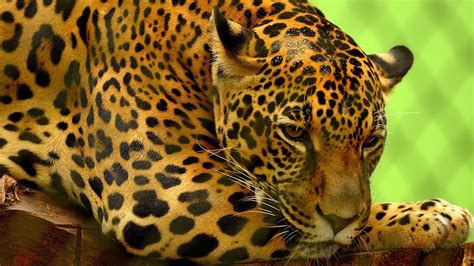 Alerta Unam Sobre Mayor Peligro De Extinción Del Jaguar Fundación Unam