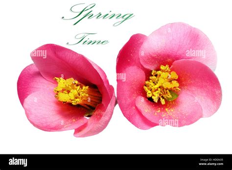 Flowers Of Chaenomeles Japonica Japanese Quince Blossoming Isolated