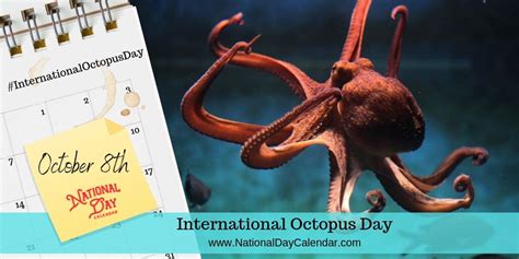 International Octopus Day 8 October Image I Nations