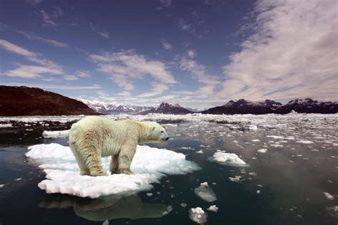 Polar Bears And Global Warming Saving Earth Encyclopedia Britannica