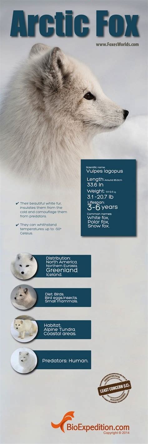 Arctic Fox Infographic Animal Facts And Information