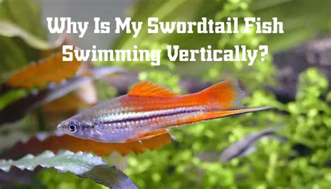 Why Is My Swordtail Fish Swimming Vertically Fish Keeping Guide