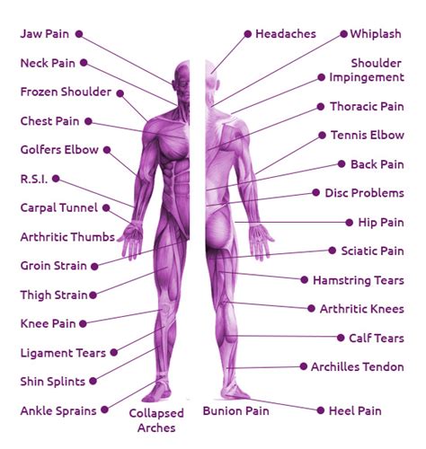Sports Massage Therapy Body Parts Labelled Lotus Therapy