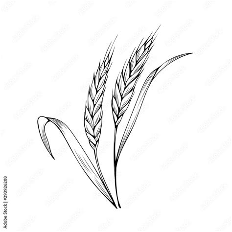 Wheat Spikelet Hand Drawn Vector Illustration Thanksgiving Day Autumn Season Agriculture And