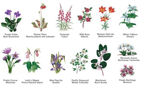 Most plants, including cut flowers, must have a phytosanitary certificate for importation and pass a physical health check at an inland place of destination. provincial-flowers.gif (650×397) | Flowers canada ...