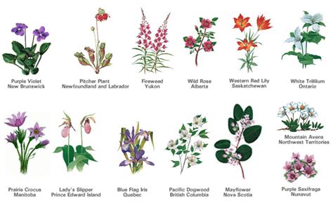 Learning kannada is a rewarding, fascinating, and frustrating experience. provincial-flowers.gif (650×397) | Flowers canada ...