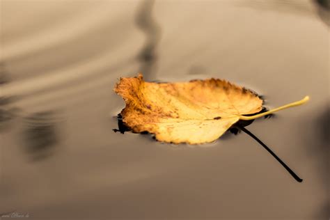 Yellow Leaf On Top Of Water Hd Wallpaper Wallpaper Flare