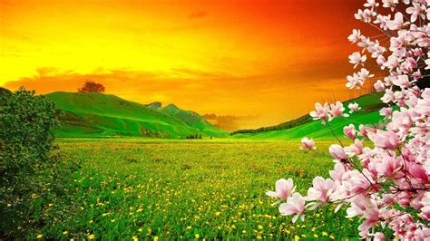 Spring Blooming Trees Pink Sakura Flowers On Green Meadow With Yellow