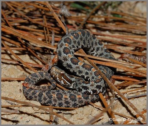 Dusky Pygmy Rattlesnake Florida Backyard Snakes