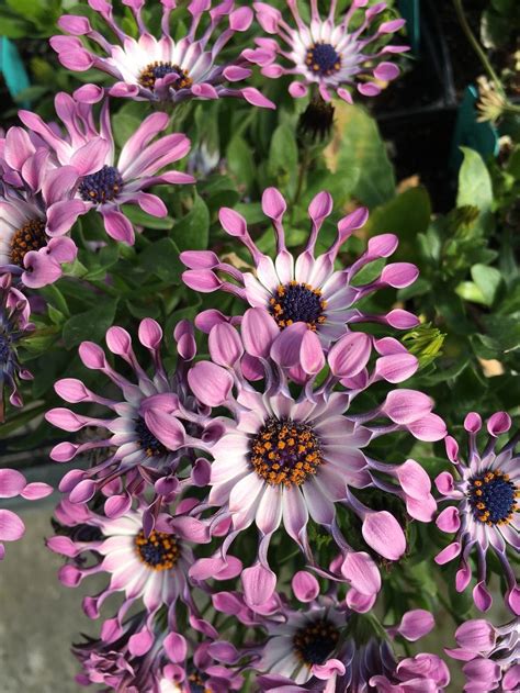 When To Plant African Daisy Seeds In South Africa Let S Enjoy The