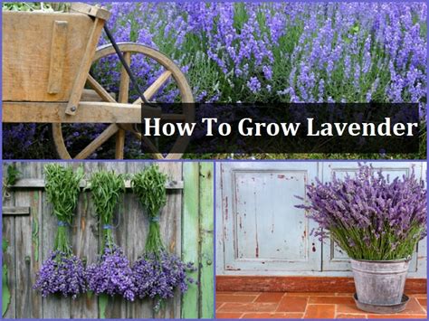 Harvest stems when you see the first couple of blossoms have opened. How To Grow Your Own Lavender