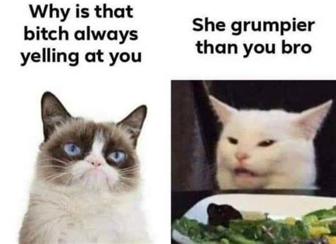 Pin By Michelle Stewart On Smudge The Cat In 2020 Grumpy Cat Humor