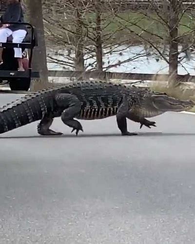 The New Four Legged Celebrity In Florida A Giant Alligator Named Larry