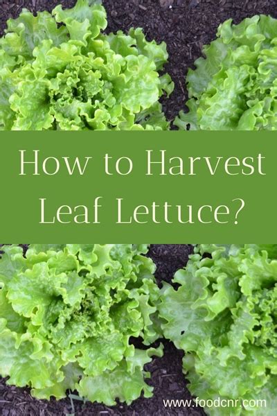 How To Harvest Leaf Lettuce Food Corner