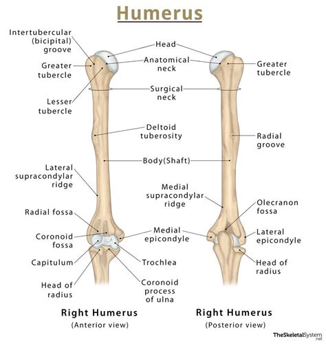 Humerus Definition Location Anatomy Functions And Diagram