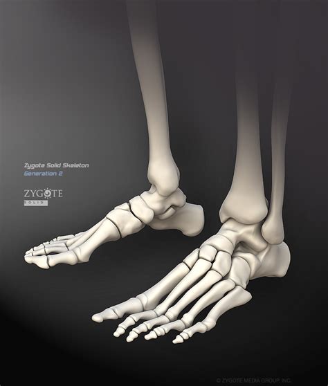 Skeletal Foot Native Picfind1