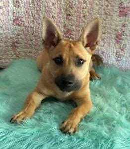 It is located in swope park at 6800 zoo drive kansas city, missouri, in the united states. Corgi Rescue Dogs for Adoption near Kansas City, Missouri ...
