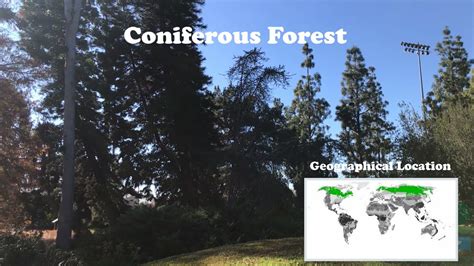 Northwestern Coniferous Forest Animals And Plants
