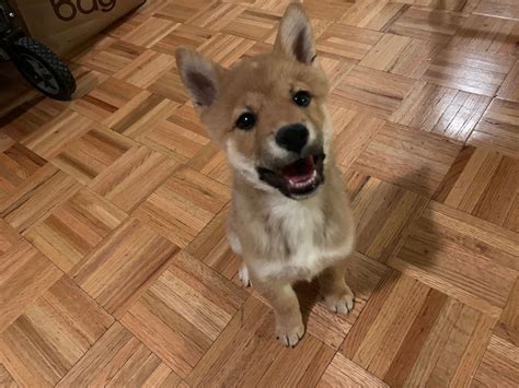 If you are unable to find your shiba inu puppy in our puppy for sale or dog for sale sections, please consider looking thru thousands of shiba inu dogs for adoption. Shiba Inu Puppies For Sale | New York, NY #324251