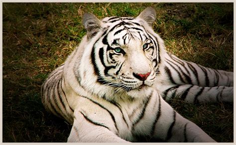 Check spelling or type a new query. EL TIGRE BLANCO: ~ Mundo Animal