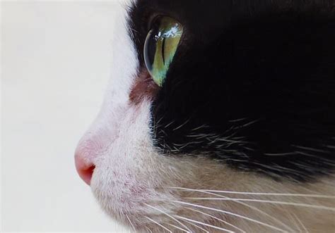 What Does It Mean When Cats Have Spots In Their Eyes