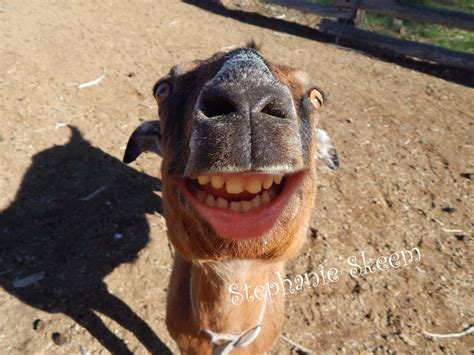 Funny Goat Picture Smiling Goat Etsy Козы Смешно