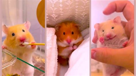 Aww😁 Funny And Cute Hamster Videos Compilation 🐹 Funniest Hamsters Of