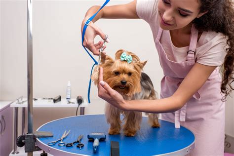 How To Get A Dog Grooming License At Pets Grooming Petgroomings Blog