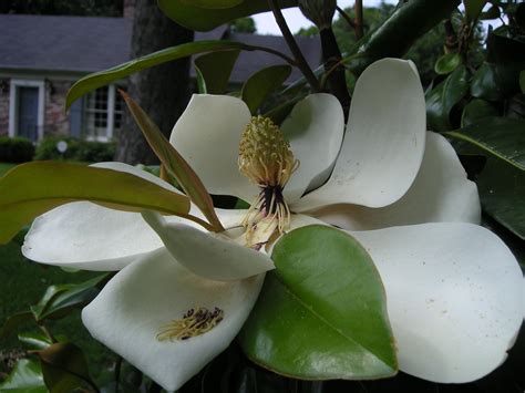 Mississippi Magnolia In Bloom Jimmy Smith Flickr