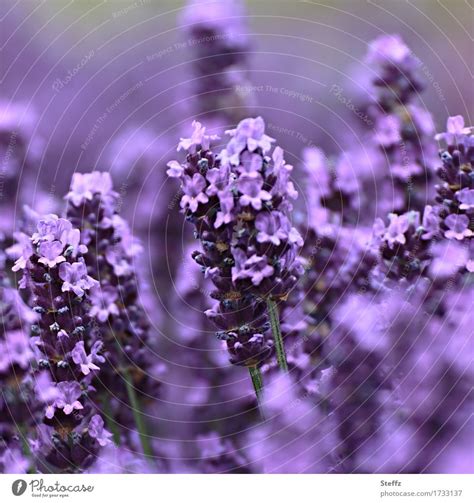 Lavendel Blüht Violett Ein Lizenzfreies Stock Foto Von Photocase