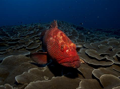 Free Images Sea Water Nature Ocean Animal Diving Wildlife