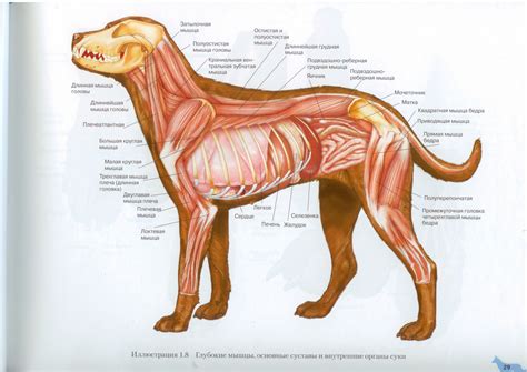 Глубокие мышцы внутренние органы собаки Dog Muscles And Internal