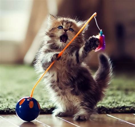 Kitten Playing With Toy Funny Cute Animals Cat Cats Adorable Animal